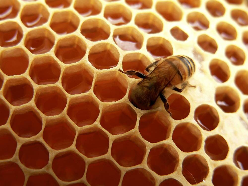 Tasmania's Leatherwood Honey is Delicious, Healthy and Rare!